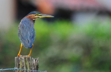 Green Heron clipart