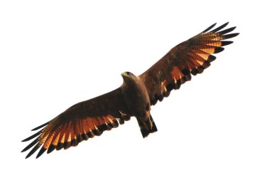 Savanna Hawk clipart