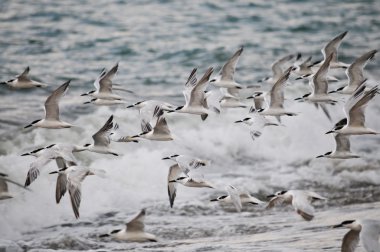 Large flock of sea birds clipart