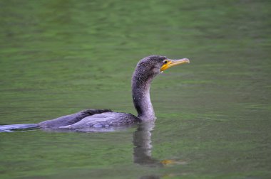 neotropic karabatak