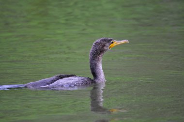 Neotropic Cormorant clipart