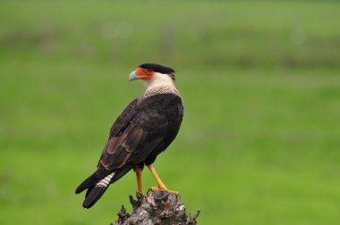 Crested Caracara clipart