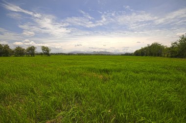 Rice Field clipart