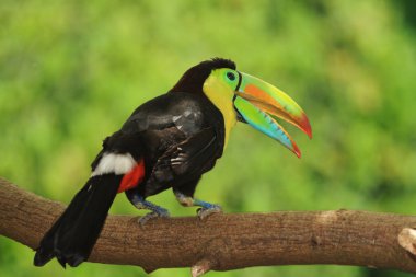 Keel-billed Toucan clipart