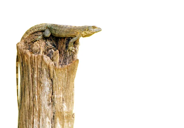 鬣鳞蜥 — 图库照片