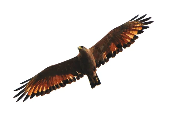 Falco della savana — Foto Stock