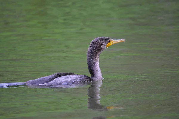 stock image Neotropic Cormorant