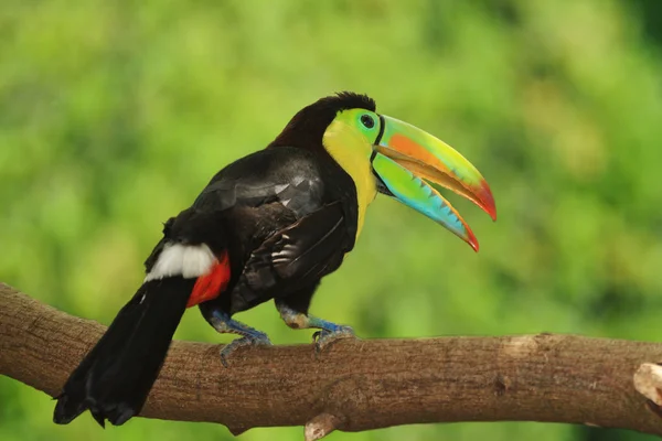 Καρίνα-τιμολογημένος toucan — Φωτογραφία Αρχείου