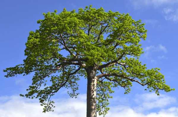 QUIPO TREE - Cavanillesia plantanifolia — Stock Photo, Image