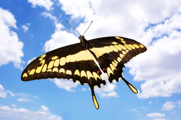 Gigantyczny swallowtail — Zdjęcie stockowe