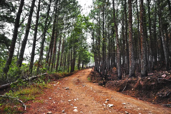 stock image Dirt Road