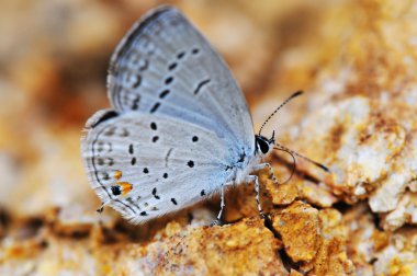 Eastern Tailed-blue clipart