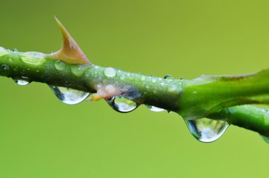 Thorns Macro clipart