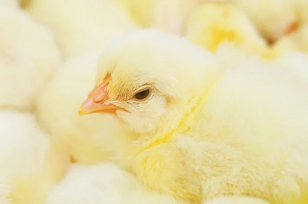 stock image Baby Chicks