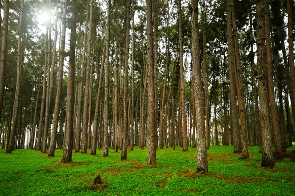 Las sosnowy — Zdjęcie stockowe
