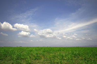 Sugar Cane Field clipart