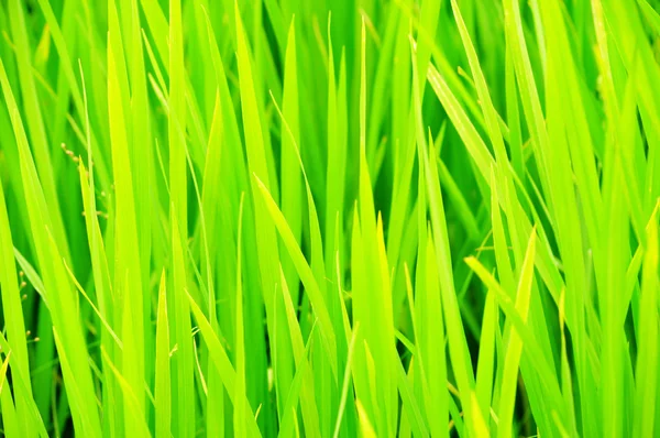 Čerstvá tráva makro — Stock fotografie