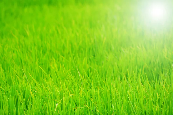 Fresh Grass — Stock Photo, Image