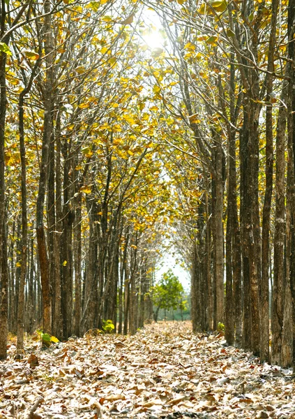 ป่าต้นไม้ — ภาพถ่ายสต็อก