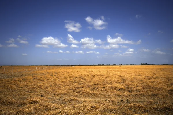 Weidefläche — Stockfoto
