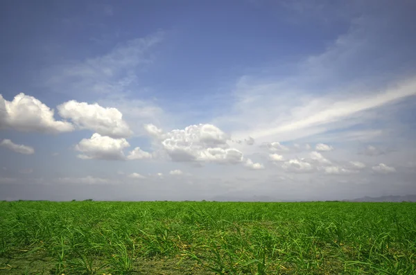 Suikerriet veld — Stockfoto