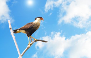 Crested Caracara clipart