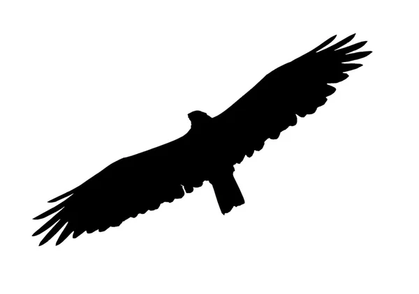 稀树草原的鹰 — 图库照片