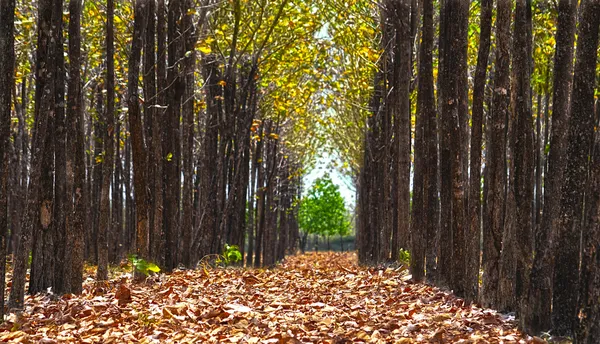 Beautiful teak tree path — Stock Photo, Image