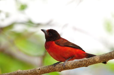 Crimson-backed Tanager clipart