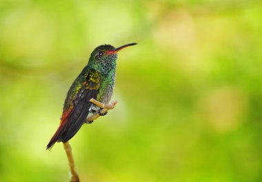 Rufous-tailed Hummingbird clipart