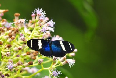 Sara Longwing (postacı sara magdalena)