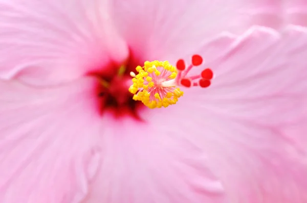 Hibiscus-makró — Stock Fotó