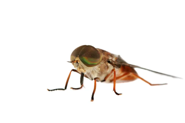 A mosca — Fotografia de Stock