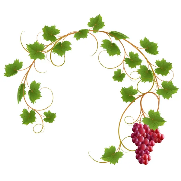 Red vine — Stock Vector © len_pri #8704915