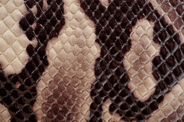 Pelle di serpente patter — Foto Stock