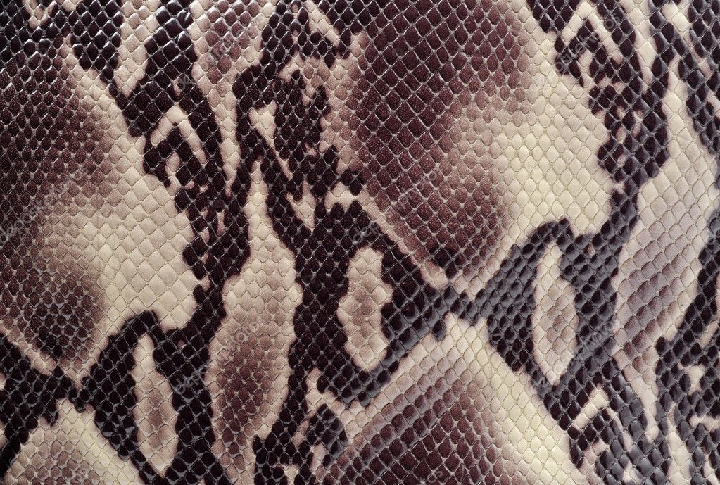 Snakeskin — Stock Photo © Sun_rise #9935494