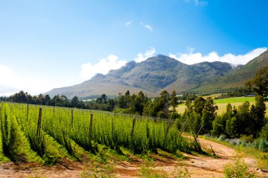 Hops field in George, South Africa clipart