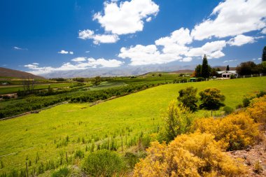South africa winelands landscape clipart