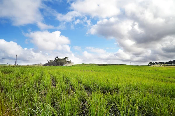 Campo de caña de azúcar —  Fotos de Stock