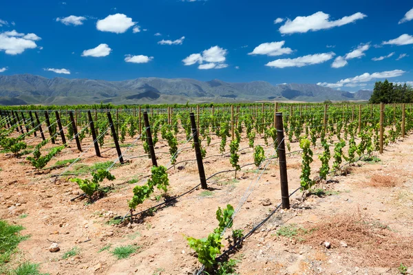 Vineyard in Cape Town Stock Photo