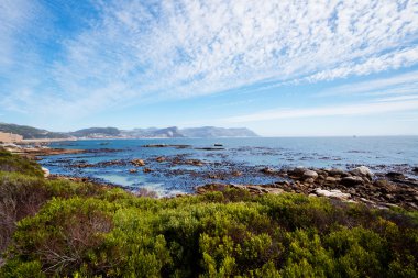 Boulders beach, Cape Town clipart