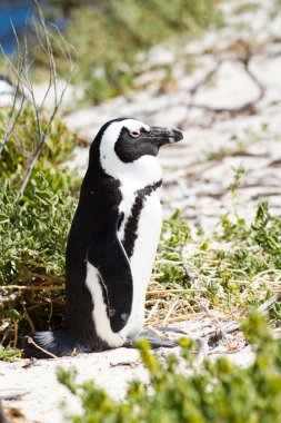 Afrika pengueni