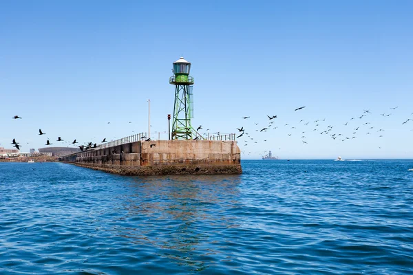 Birds flying over pier — Stock Photo, Image