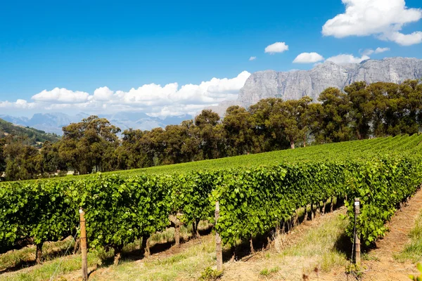 Wijngaard in Kaapstad — Stockfoto