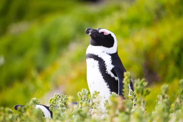 African penguin — Stock Photo, Image
