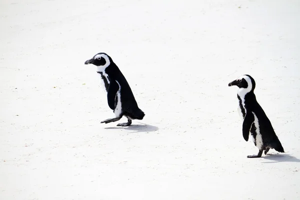 Afrykańskich pingwiny — Zdjęcie stockowe