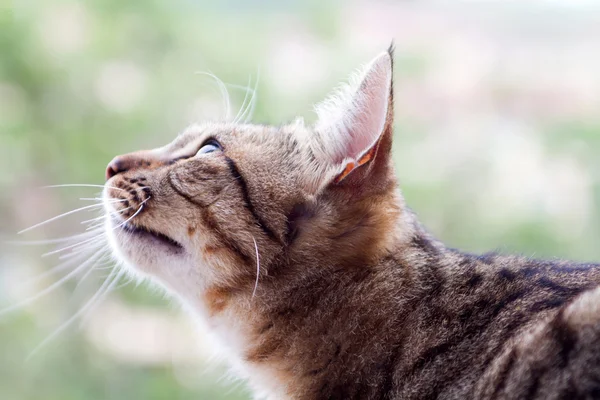 Stock image Cat looking up