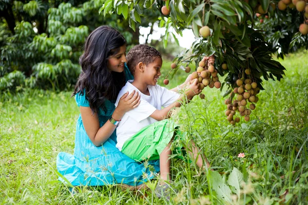 stock image Mother and son picking litchis