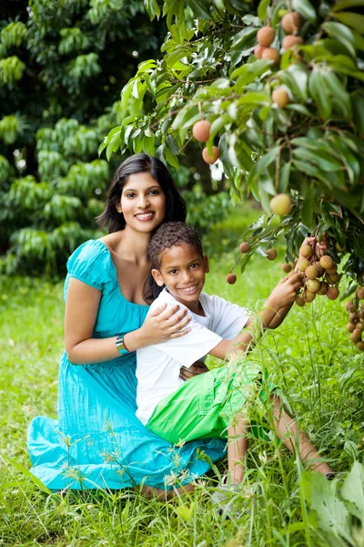 Mother and son picking lychees — Stock Photo, Image