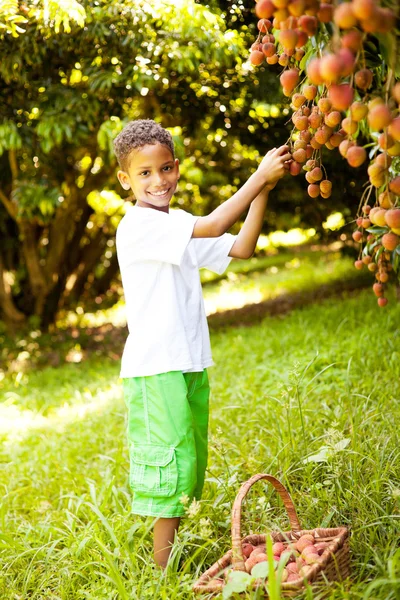Boy pcking lychees — Stock Photo, Image